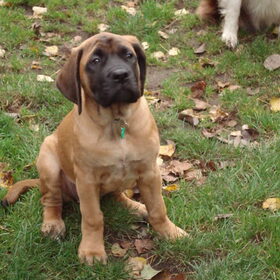 ikke als pup van drie maand!