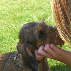 Samen met Diva bij de Groene ster