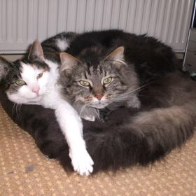 Past net op het kussentje! Rust zacht lieve kleine Feline