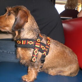 Diva op de boot naar Schiermonnikoog