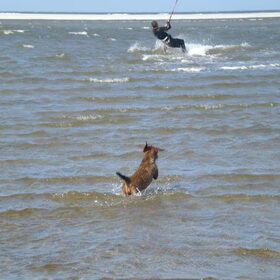Diva in de Waddenzee