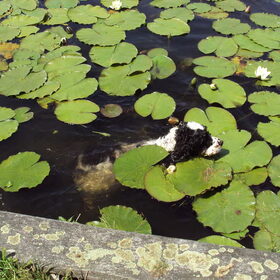 Jami en de water lelies,liefde op het eerste gezicht.