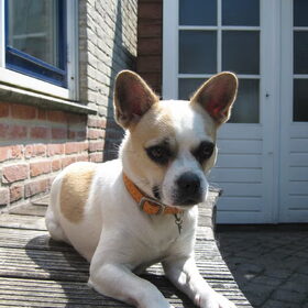Dit is mijn Vlibull Pixie, ze is een Franse Bulldog x…
