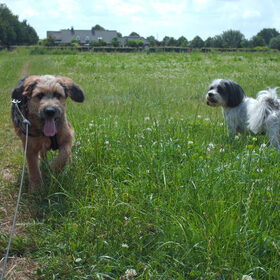 Hondenfoto van liesbeth,Turbo,Luna, Levi en Faith