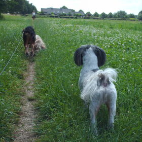 Hondenfoto van liesbeth,Turbo,Luna, Levi en Faith
