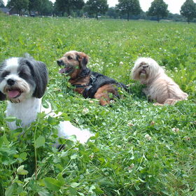 Hondenfoto van liesbeth,Turbo,Luna, Levi en Faith