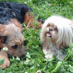 Hondenfoto van liesbeth,Turbo,Luna, Levi en Faith