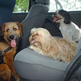 Hondenfoto van liesbeth,Turbo,Luna, Levi en Faith