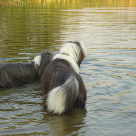 Waterpret