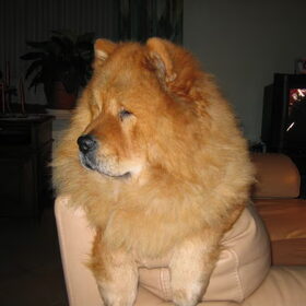 Hallo. Dit is mijn Chow Chow (9 jaar nu). Het is het langharige…