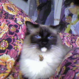 Fiennie, Ragdoll is overleden aan nierfallen.
