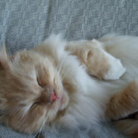 Snowey, Ragdoll. hij kan heel goed om met iedereen, ook met…