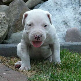 Pups bijna 4 weken oud