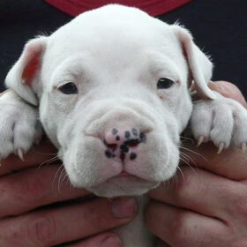 Pups bijna 4 weken oud