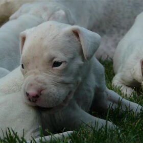 Pups bijna 4 weken oud