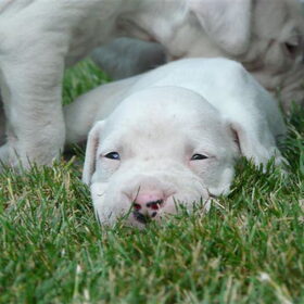 Pups bijna 4 weken oud