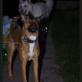 Hondenfoto van Hetty & Skipper