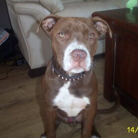 Tyson 5 maandjes