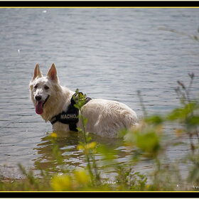 Hondenfoto van Hetty & Skipper