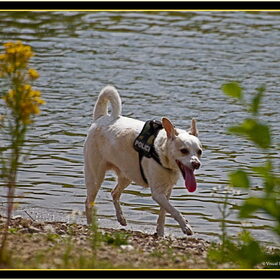 Hondenfoto van Hetty & Skipper