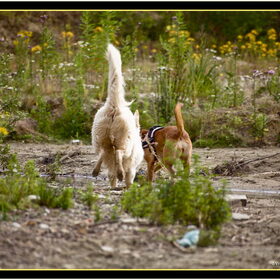 Hondenfoto van Hetty & Skipper