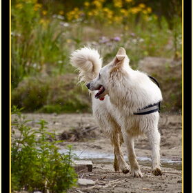 Hondenfoto van Hetty & Skipper
