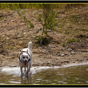 Hondenfoto van Hetty & Skipper