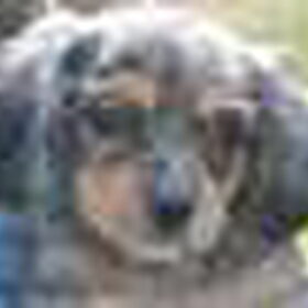 Dit is Prince, op de advertentie op Marktplaats