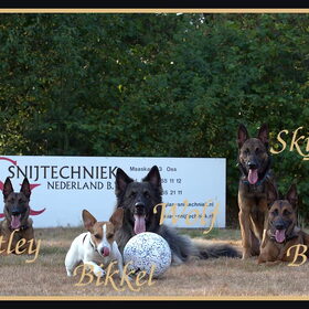 Hondenfoto van De Mecheltjes clan