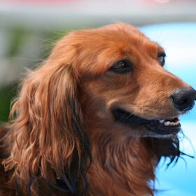 lizzie afgelopen zomer 2009