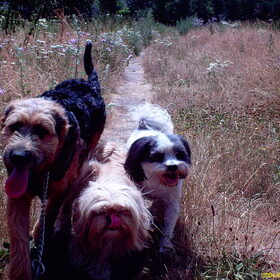 Hondenfoto van liesbeth,Turbo,Luna, Levi en Faith