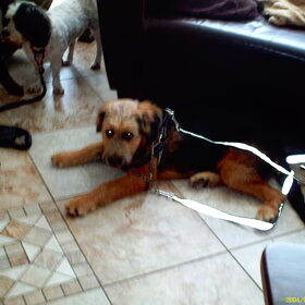 Hondenfoto van liesbeth,Turbo,Luna, Levi en Faith