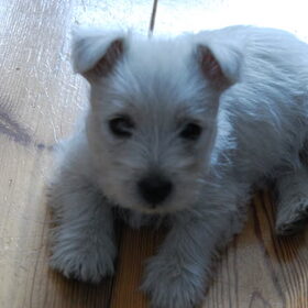Dit is Amy, onze laatste aanwinst binnen ons gezinnetje, ze is…