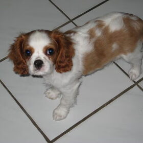 Hondenfoto van pip