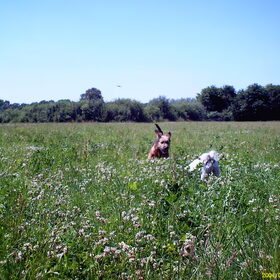 Hondenfoto van liesbeth,Turbo,Luna, Levi en Faith