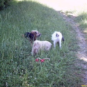Hondenfoto van liesbeth,Turbo,Luna, Levi en Faith