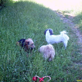 Hondenfoto van liesbeth,Turbo,Luna, Levi en Faith