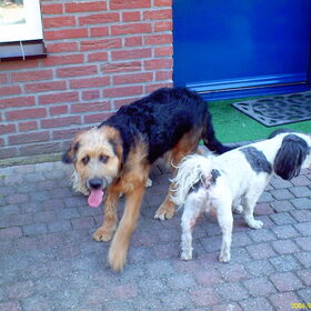 Hondenfoto van liesbeth,Turbo,Luna, Levi en Faith