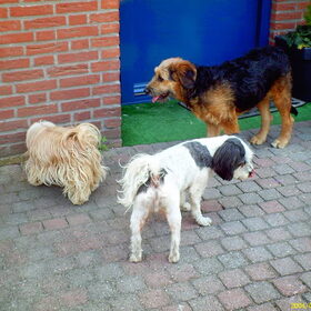 Hondenfoto van liesbeth,Turbo,Luna, Levi en Faith