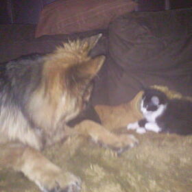 Hondenfoto van ~~Michelle&Mushu~~