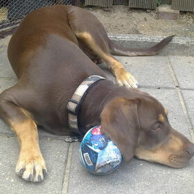 Hondenfoto van Juut & Brownie 
