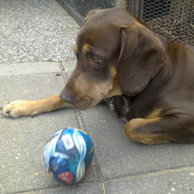 Hondenfoto van Juut & Brownie 