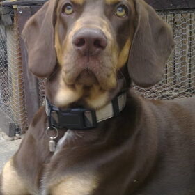 Hondenfoto van Juut & Brownie 