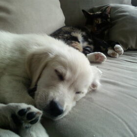 Hondenfoto van Chocomelk van Jessy & Storm en ***Blondie & Tara***