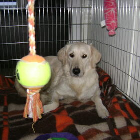 Hondenfoto van Chocomelk van Jessy & Storm en ***Blondie & Tara***