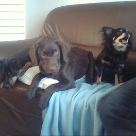 Pixie, Romi en Chica hun eerste foto samen :)