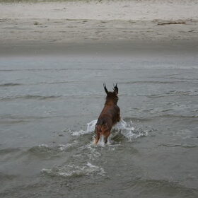 even gezwommen en dan snel rollen in het zand