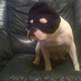 mij neef zijn hond haaaaaaaaaaa vondt wel grappig