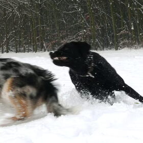 Met Ice in de Waarderhout