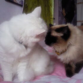 Hondenfoto van Yuki & Shadow